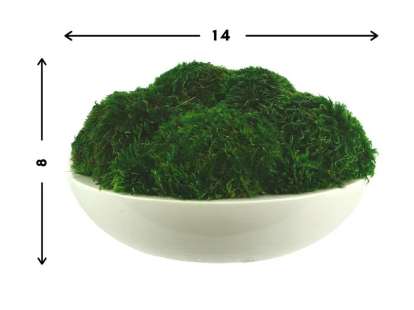 Preserved Moss Plant in Planter thumbnail 3