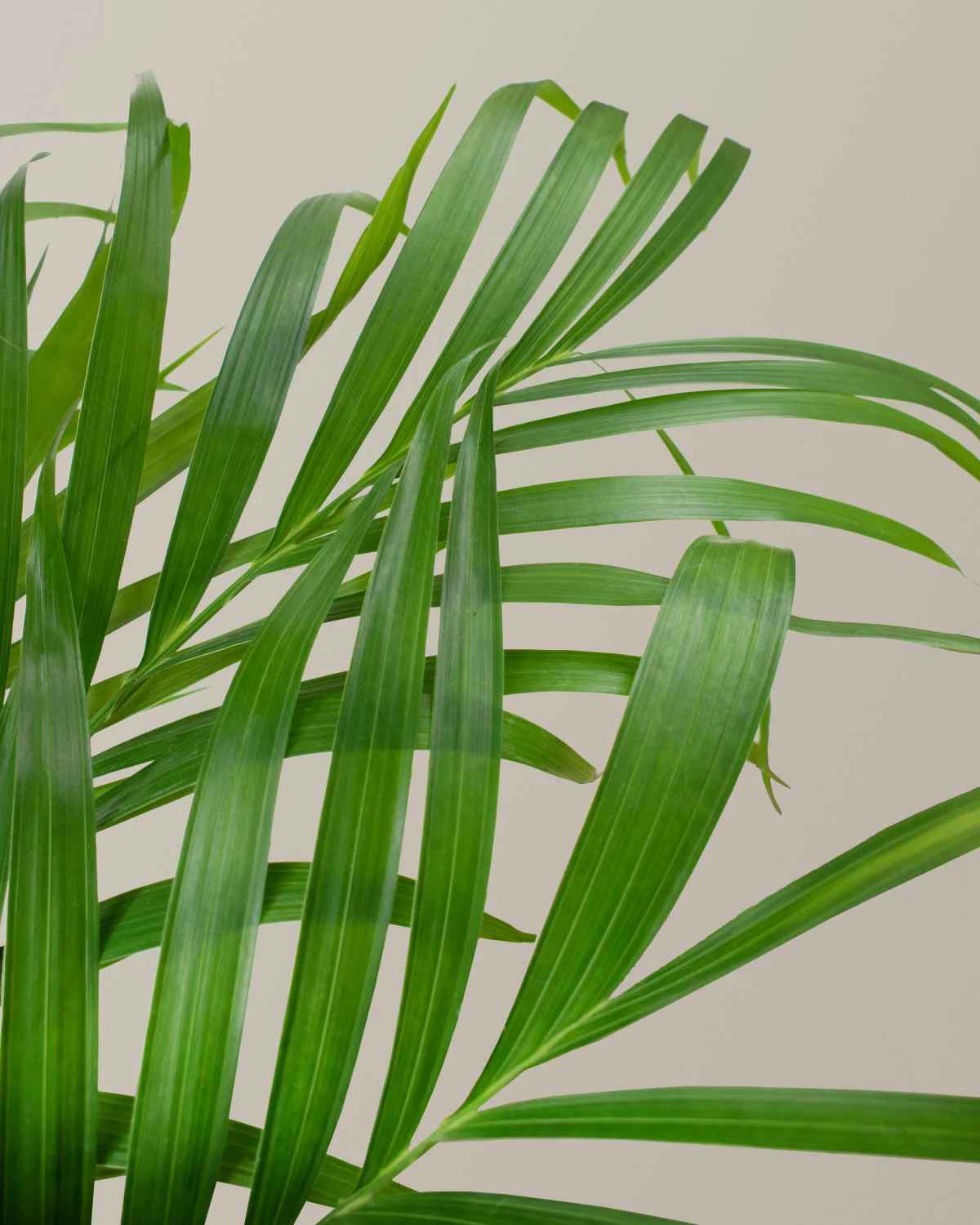 Large Cat Palm thumbnail 2