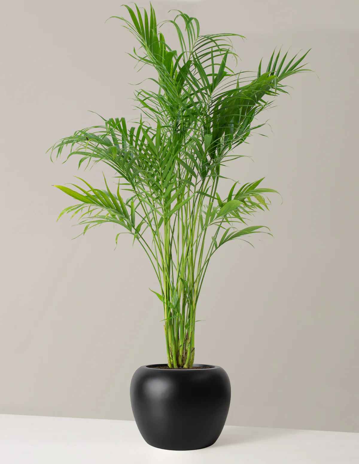 Large Cat Palm thumbnail 3