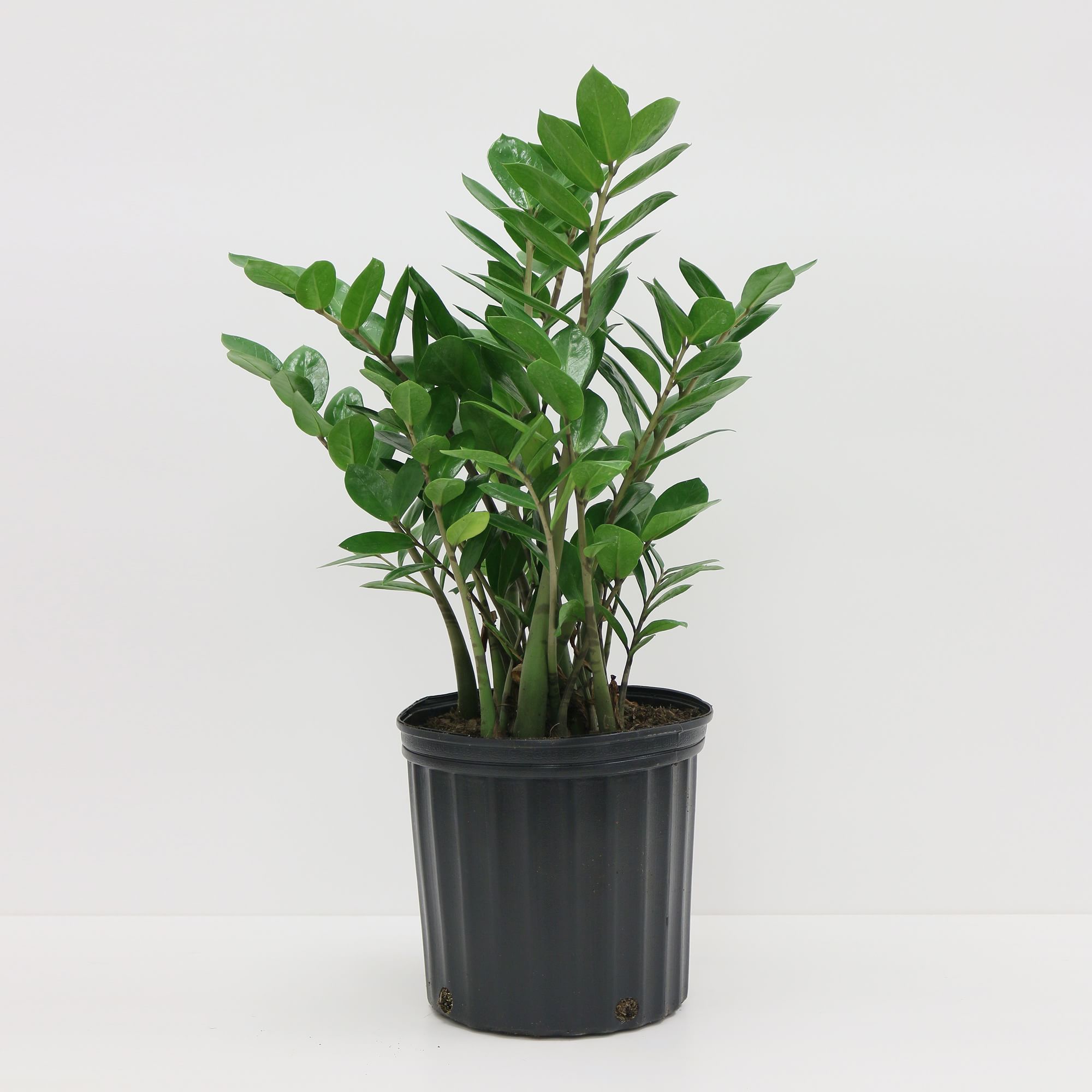 Live ZZ Plant Grow Pot thumbnail 3