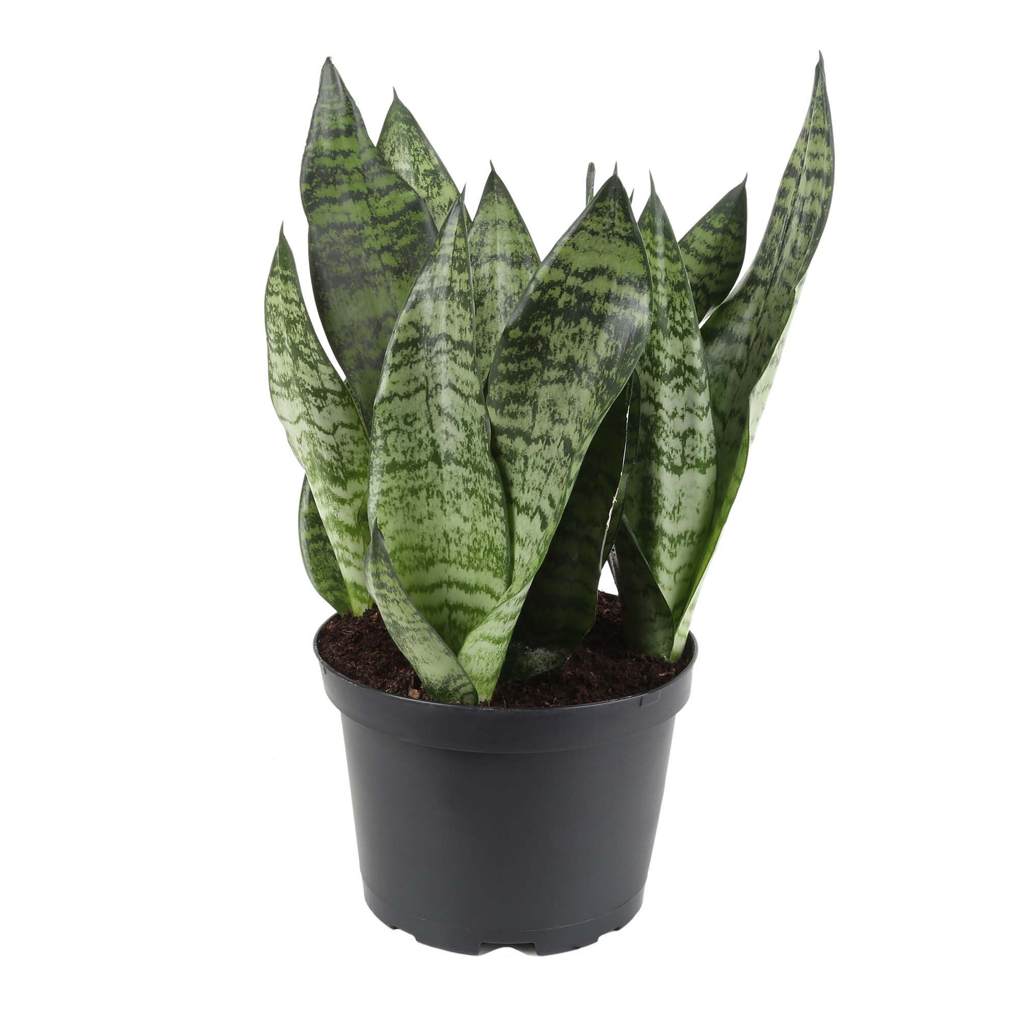 Live Sanseviera Plant Grow Pot  thumbnail 3