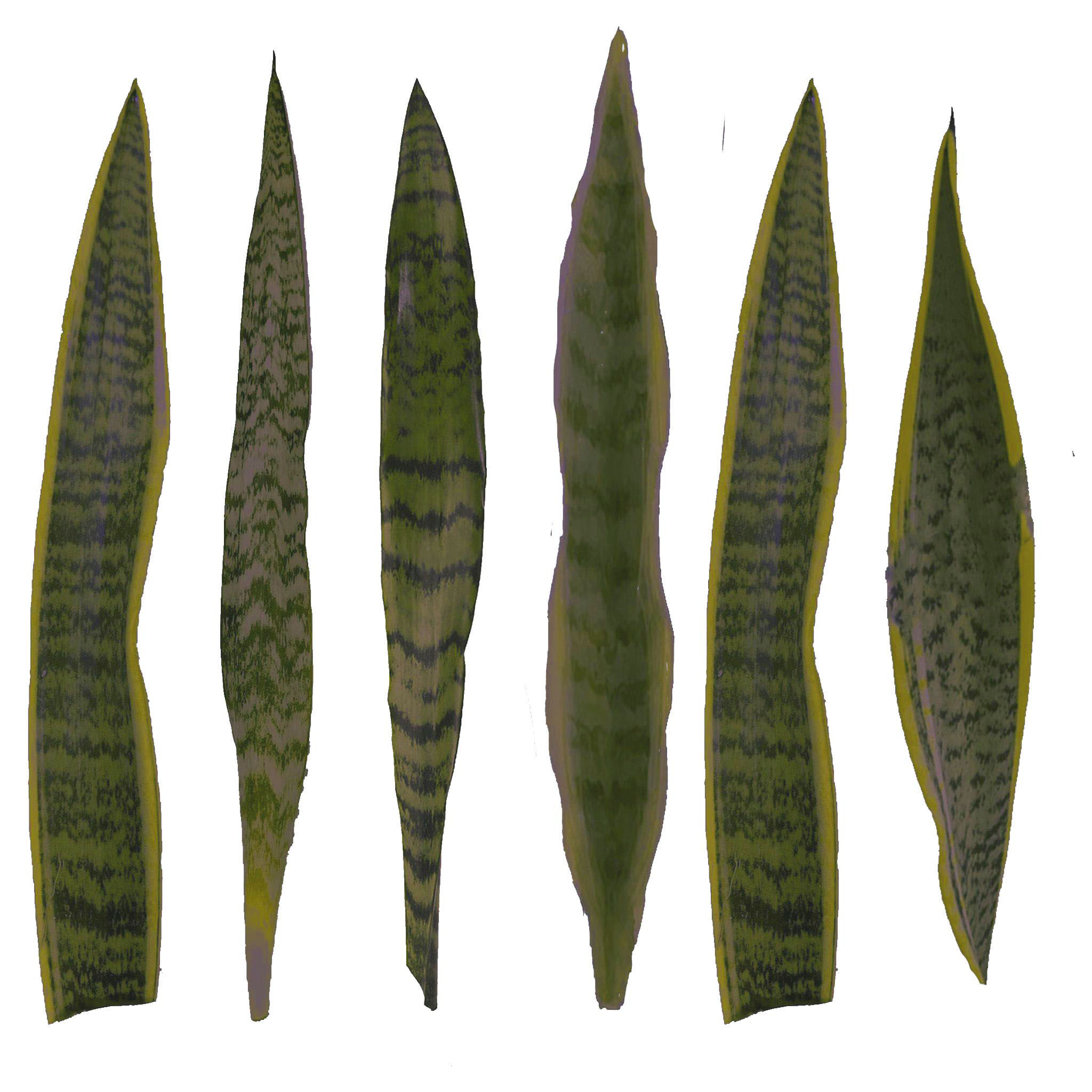 Brieya 54'' Faux Snake Plant  thumbnail 3