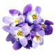 цветок Виола