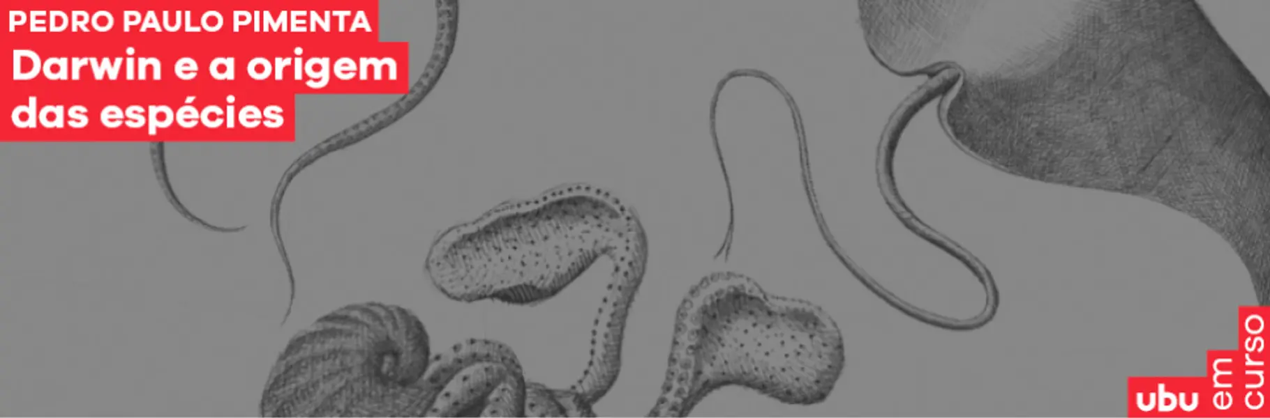Banner superior