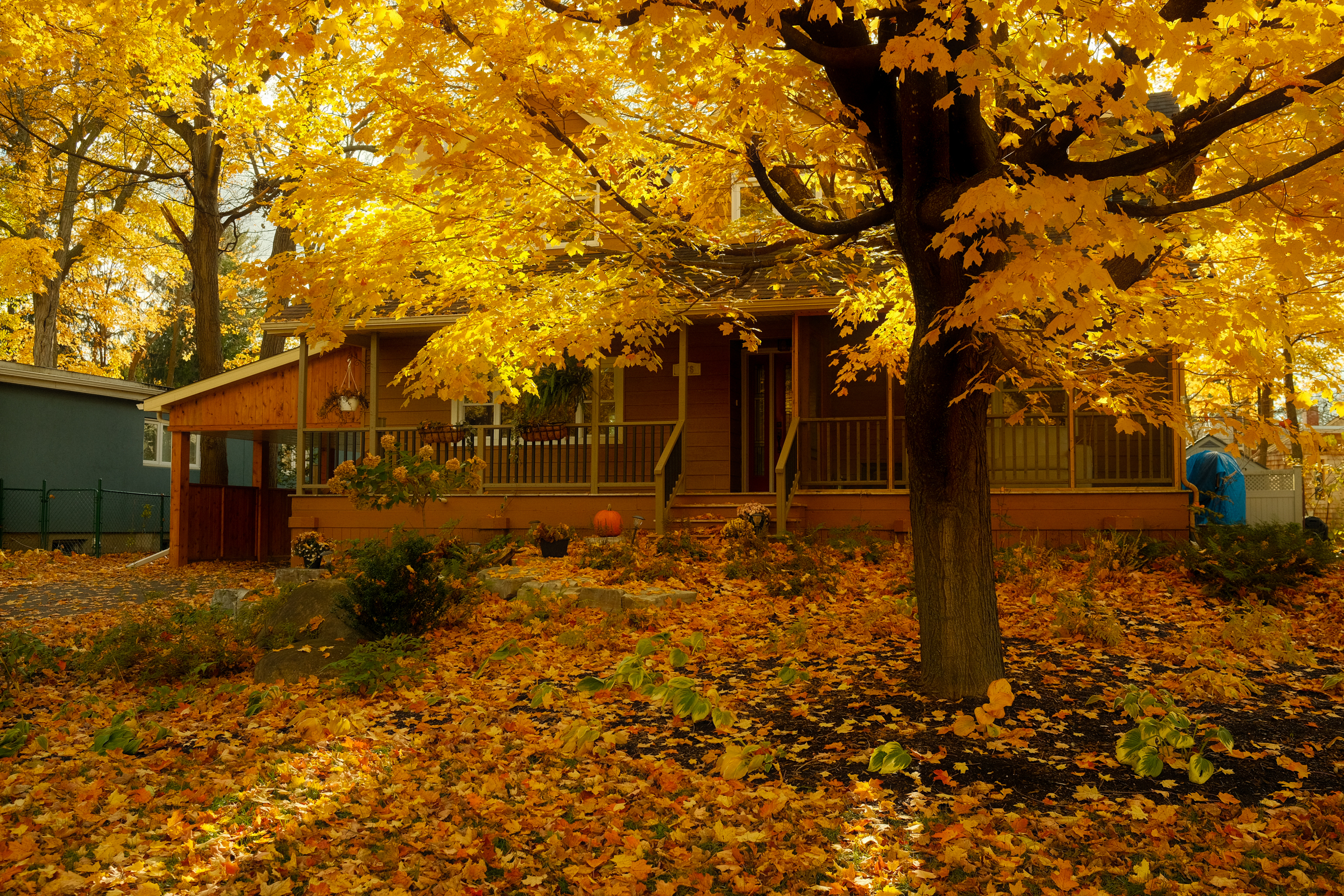 Photo of a house and yard covered in yellow fall leaves