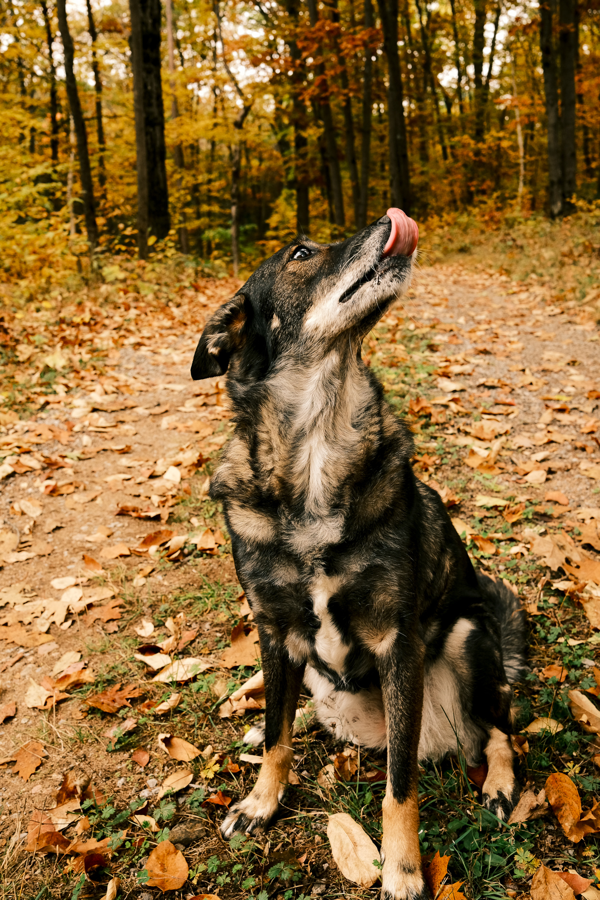 My dog Kennedy licking her lips surrounded in fall colors