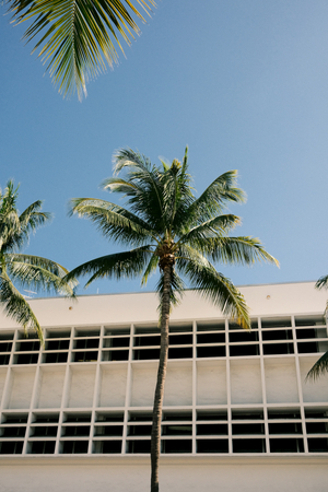 Palm tree against a building