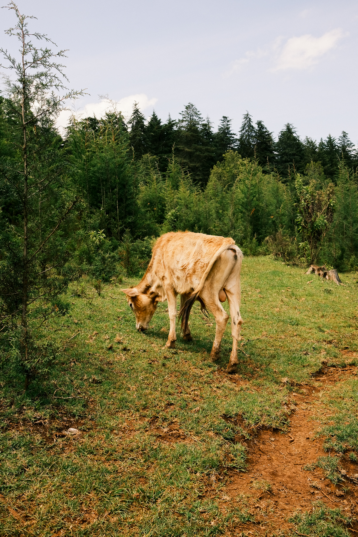 Cow grazing