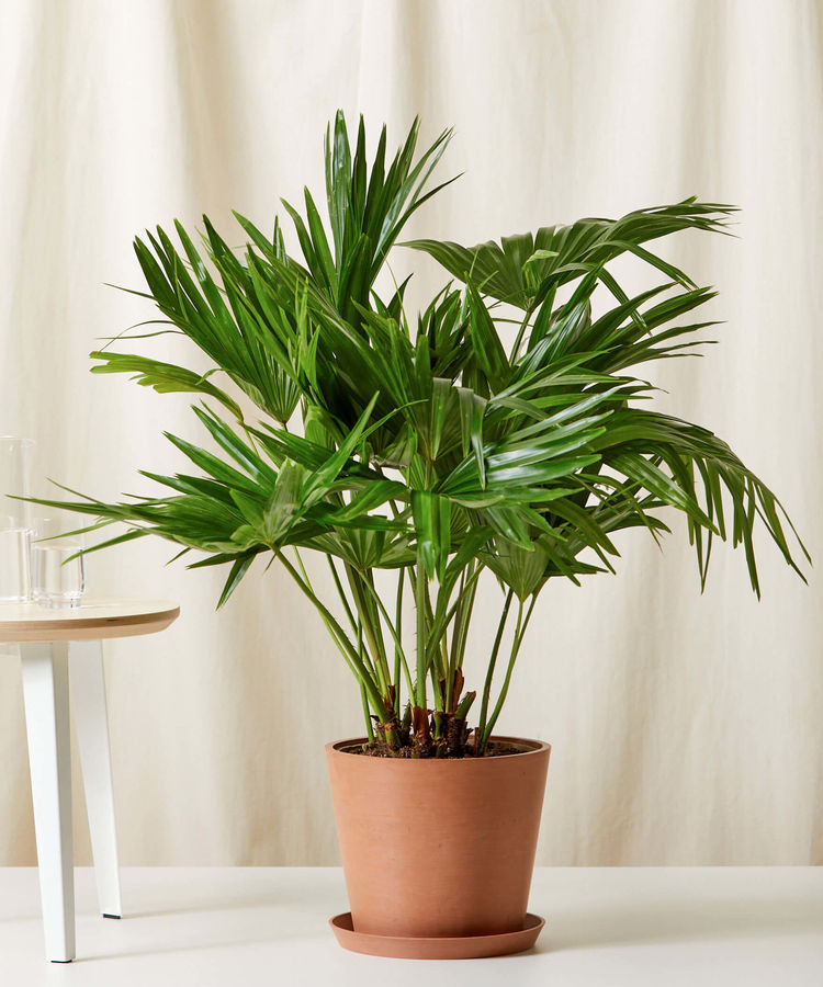 Chinese Fan Palm designed by Liliana Matos