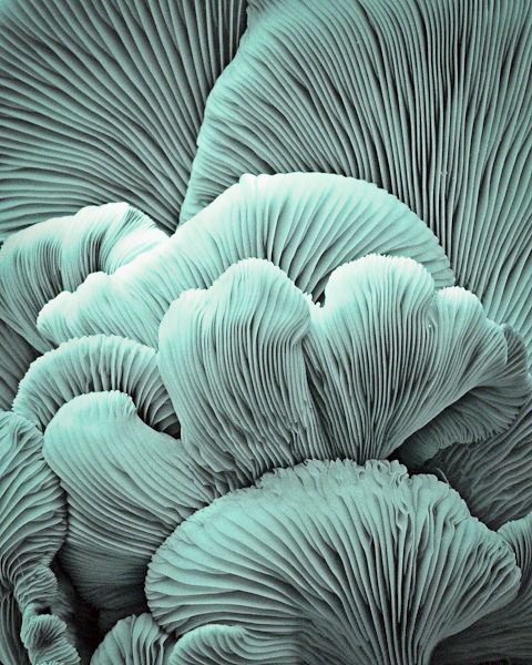 Blue mushrooms designed by Kelsey Denczek-Kalczynski