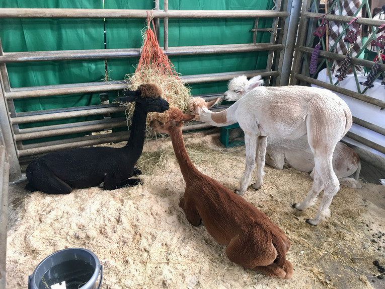 Woolfest via the Lake District