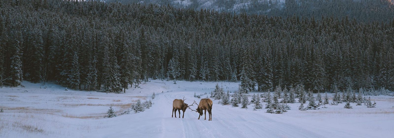 Elk on the road to Two Jack Lake. Photo by Jason Hill @jasoncharleshill