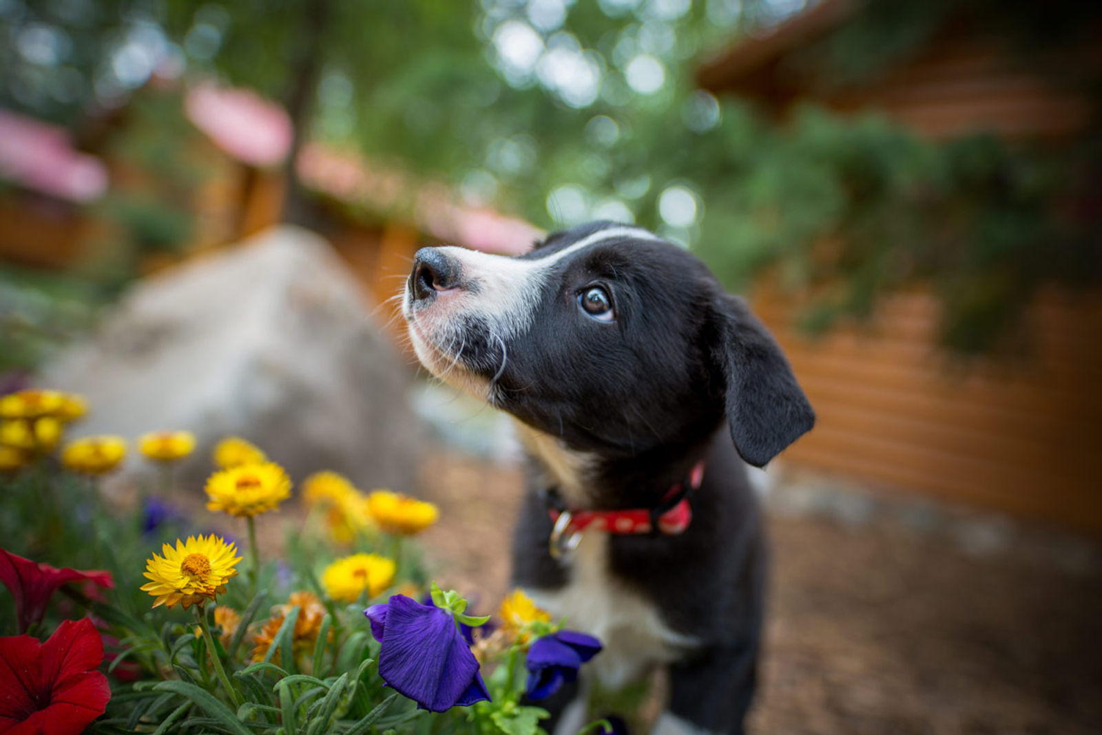 Pet-Friendly Baker Creek Mountain Resort