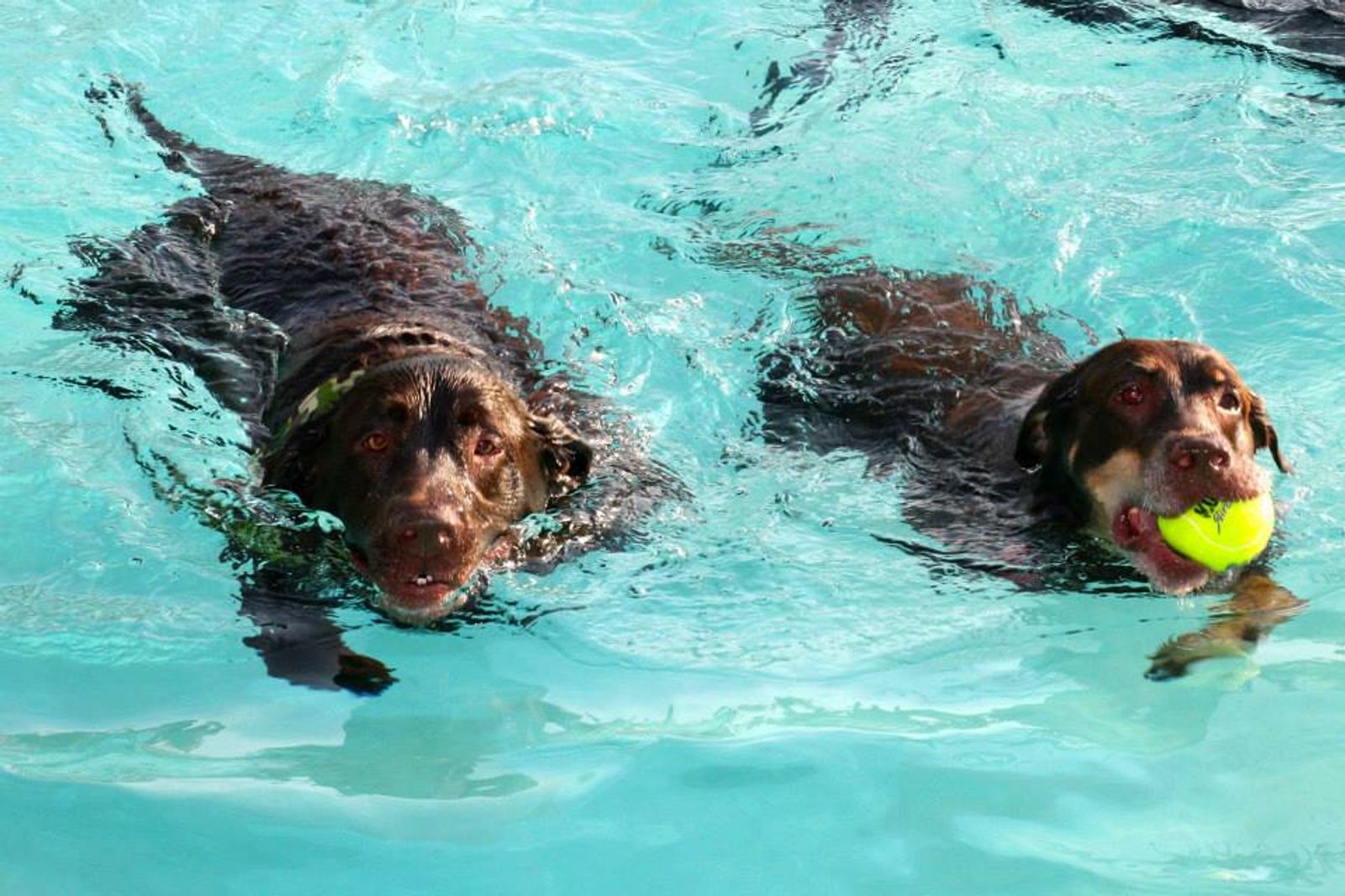 Dog Day (1)