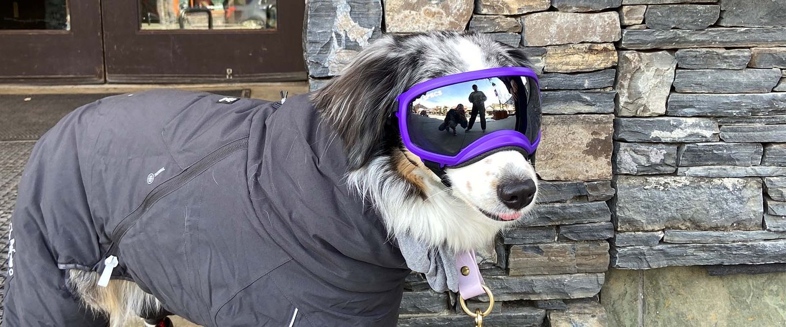 dog-friendly-rentals-skibig3-justbeingfarley