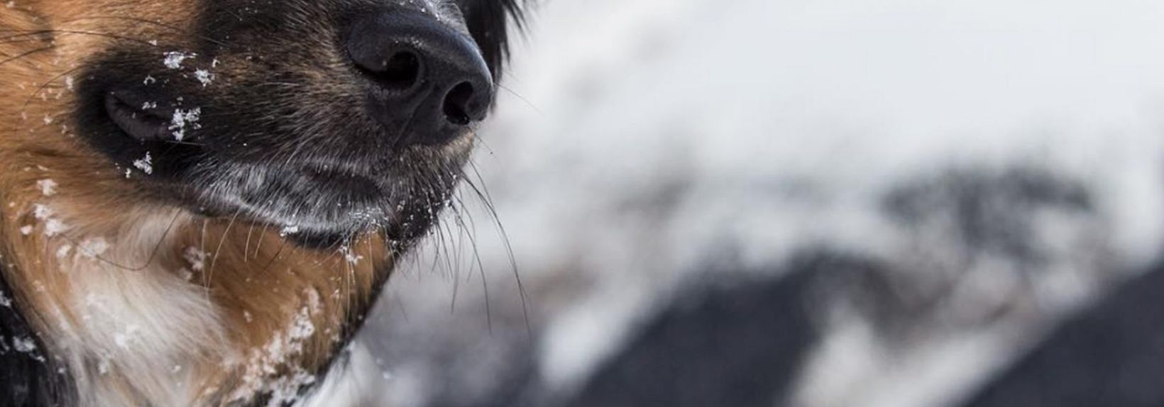 Lobo the dog in Banff. Photo: Luke Sudermann.
