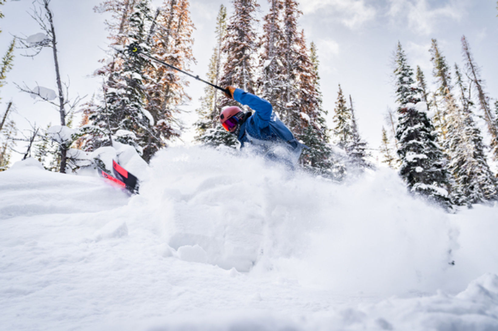 Sunshine Powder   Photo Credit Jill Tester