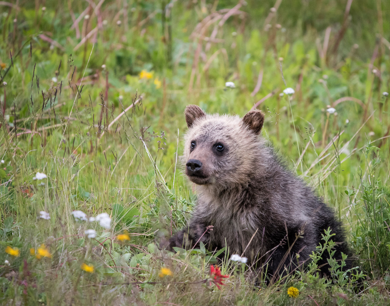 Grizzly Bear and cubs. (Ursus arctos)