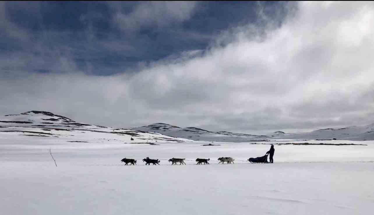 Tinn Husky Vinter Landskap Hundspann Eklwcv Liten Størrelse