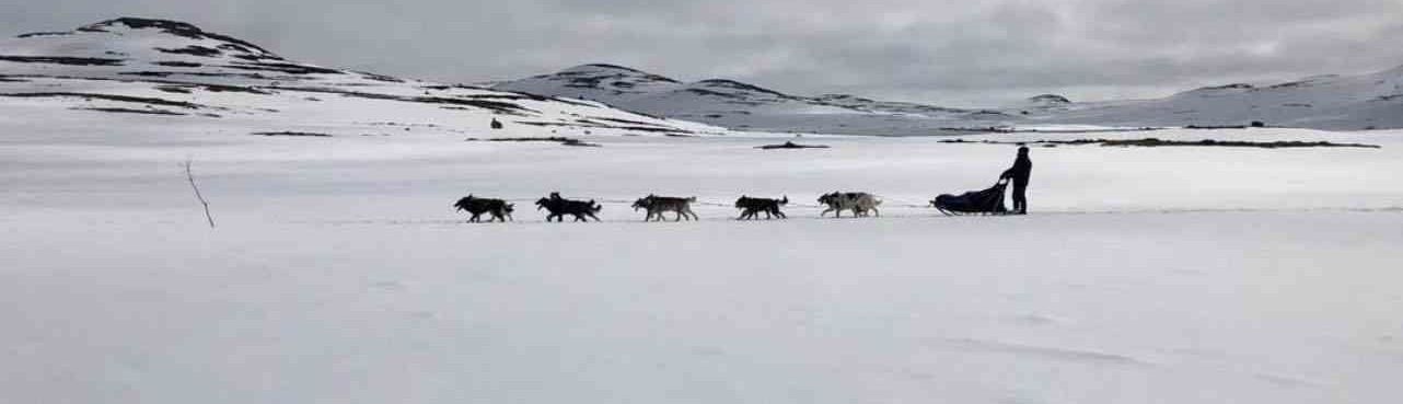 Tinn Husky Vinter Landskap Hundspann Eklwcv Liten Størrelse
