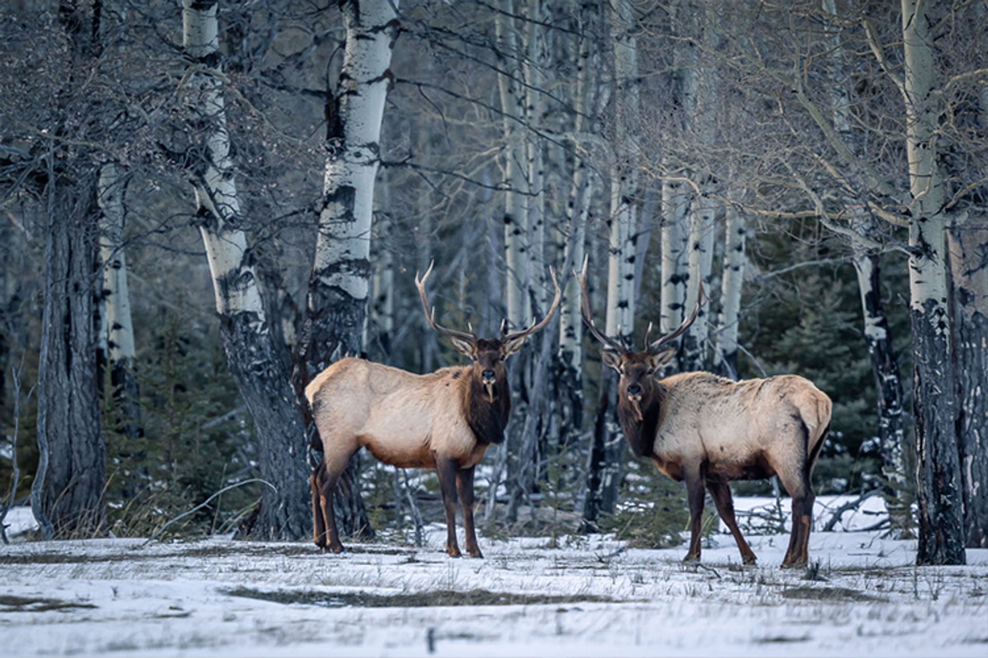 Banff National Park