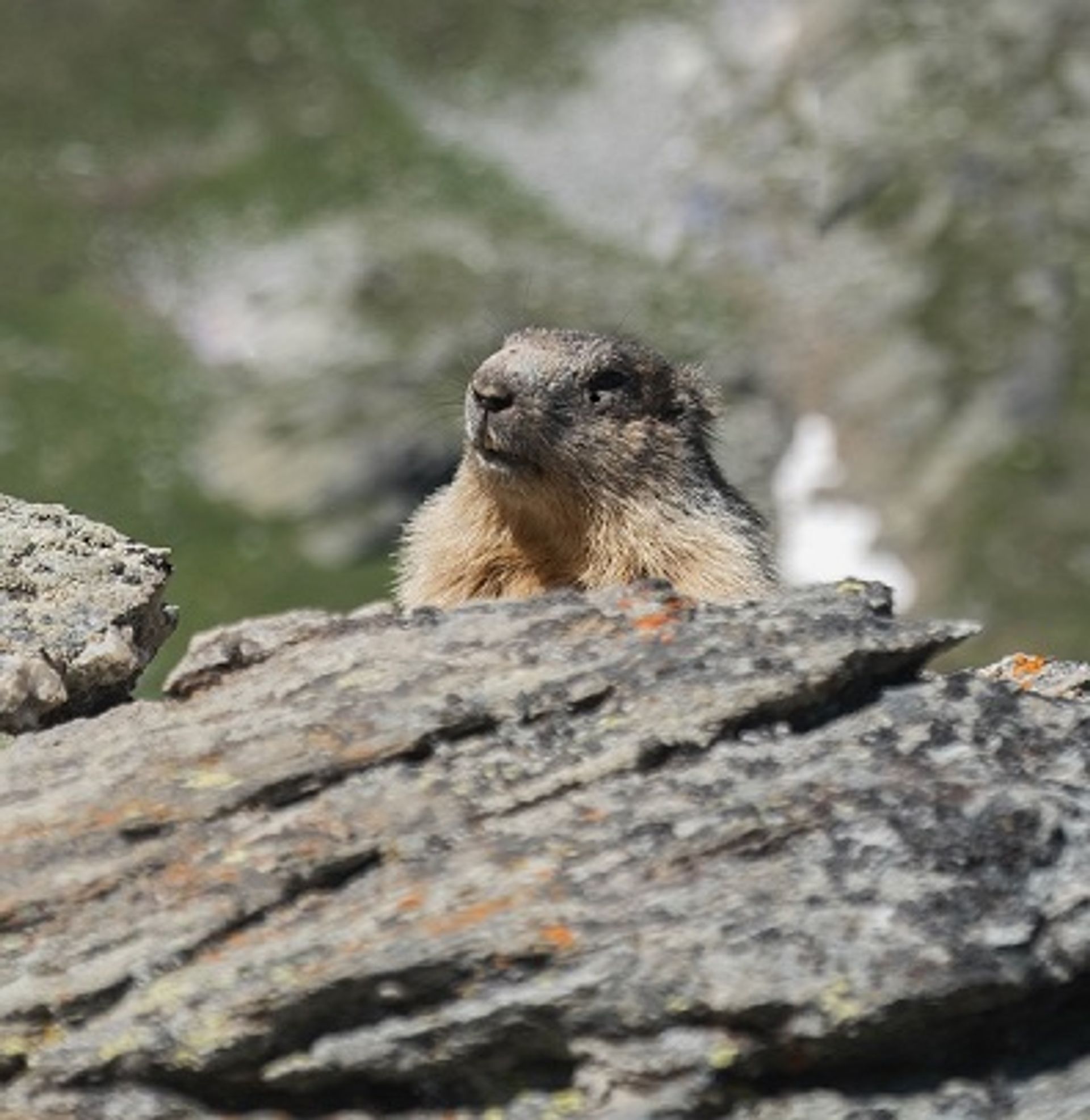 Marmotte 4   Aussois   07.24 Cg. Lavila Ot Hmv.jpg High