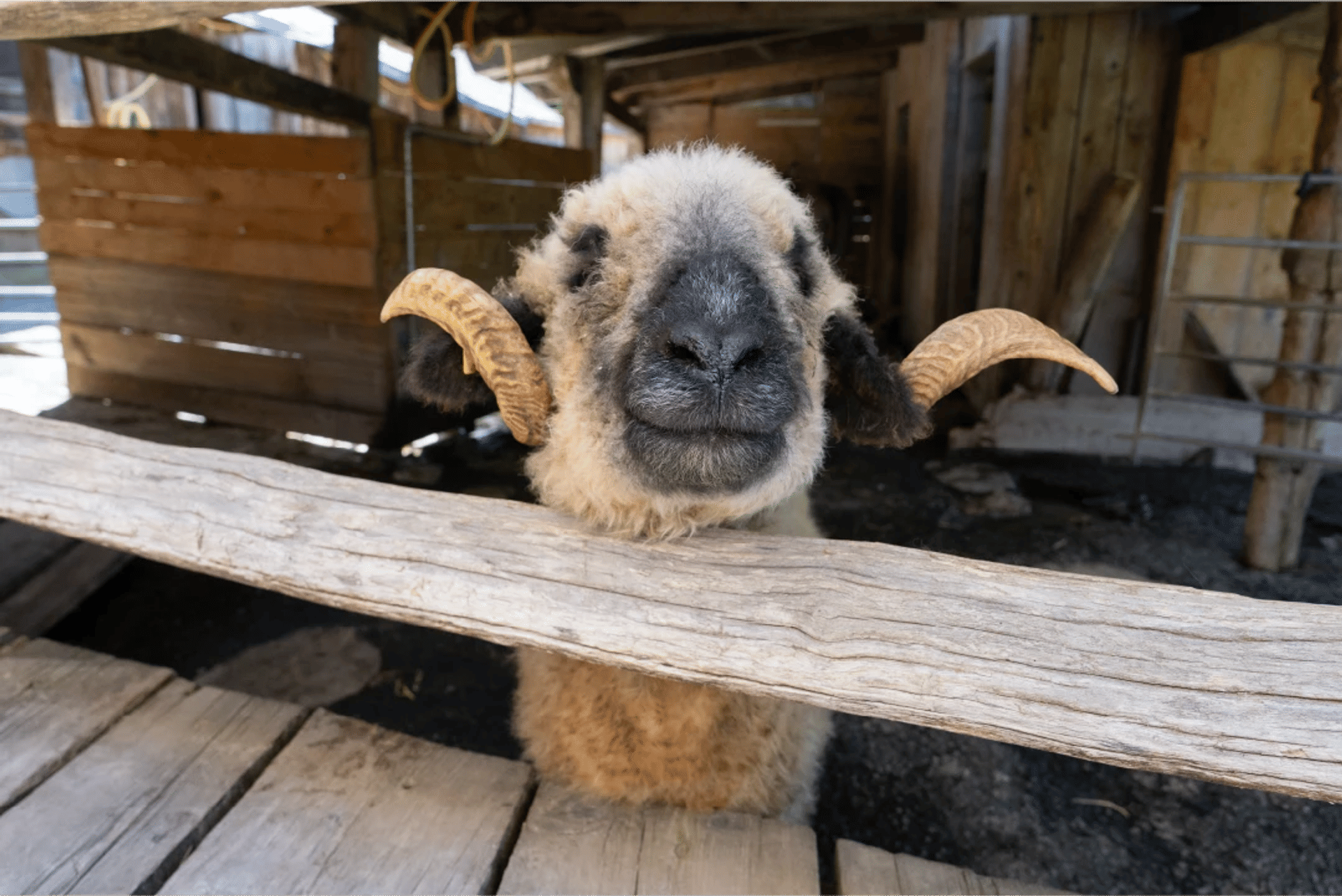 Ferme pédagogique