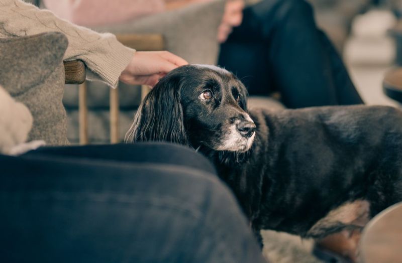 Hund  Kirks Bar & Lounge  Photographer Jesper Anhede Dog Crop