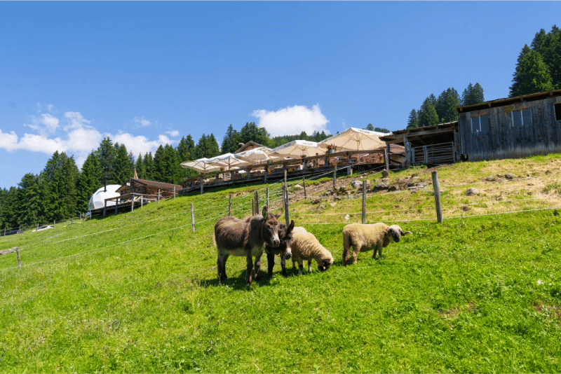 CTA L'etable Eduactional Farm at L'etable