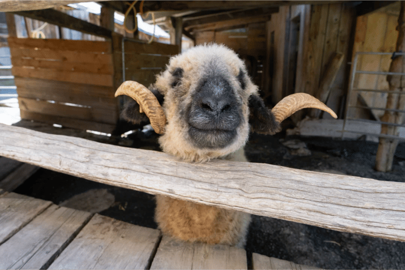 Ferme pédagogique