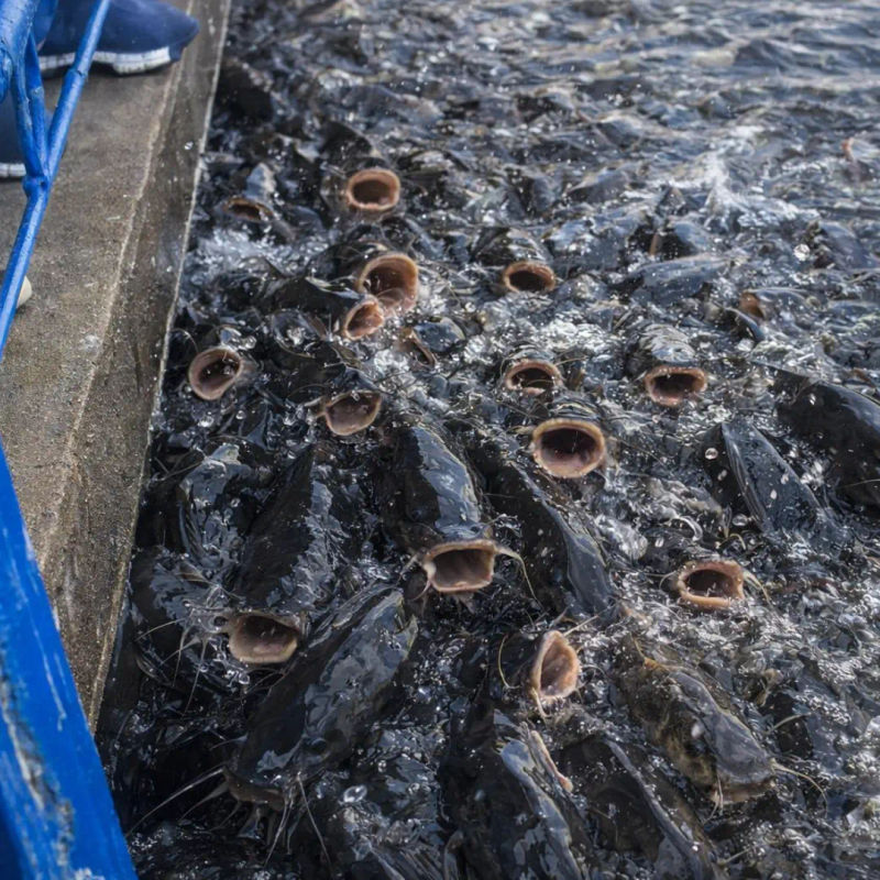 Ib Web Dining Shopping Single Pages Carp