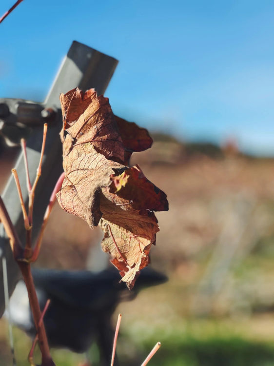 Advent Ciclista 2025 | Terra Alta