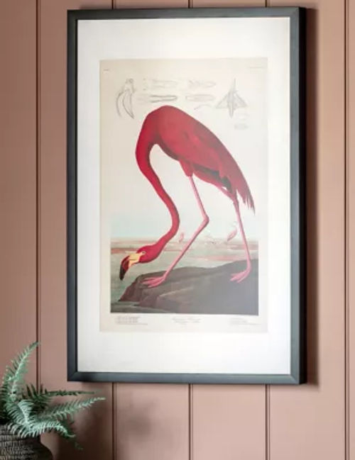 Gallery Home Curious Flamingo...