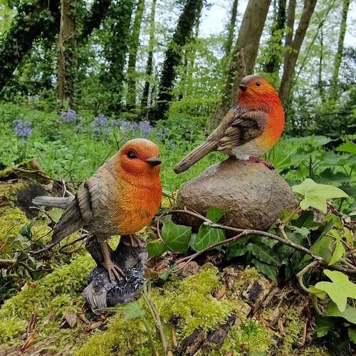 Pair Of Cute Robin Red Breast...