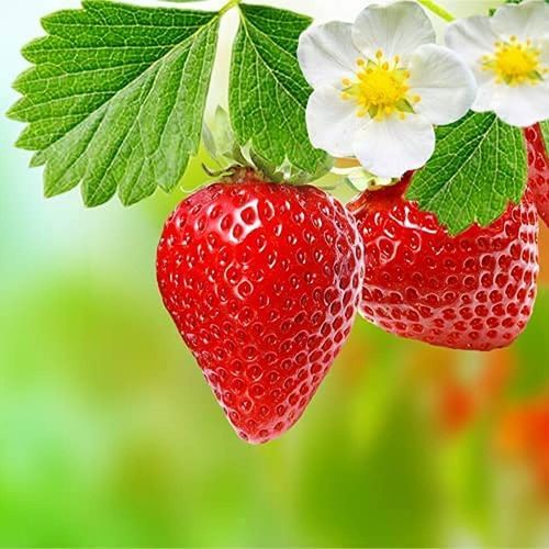 Strawberry Plants Mixed Selection Five X Large Plants | £22.95 | Mirror ...