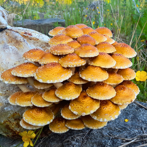 Organic Wilderness Mushroom Grow Kit