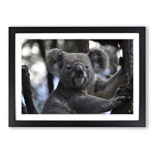 'Koala Bear 1' Framed...