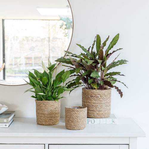 Amarn Planter
