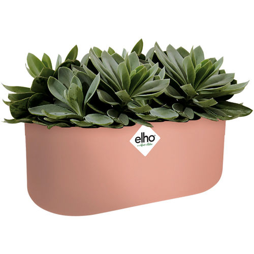 Plant Pot