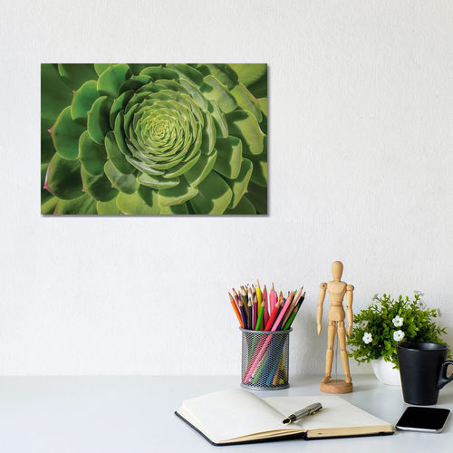 Green Succulent Spiral