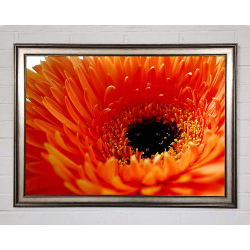 Orange Gerbera Close-Up -...