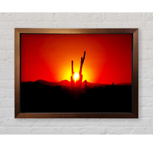 Cactus In Sunlight - Print