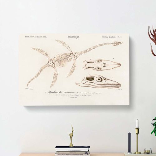 Plesiosaurus Illustration by...