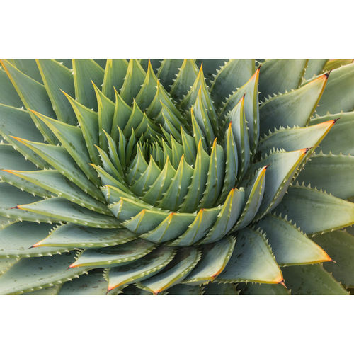 Cacti Leaves Spiral