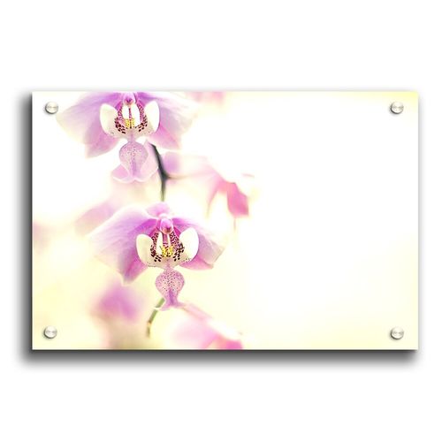 Orchid for Desktop Flowers -...