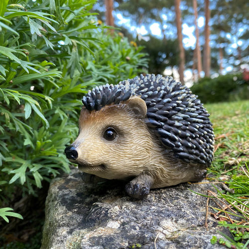 Nisa Hoglet Baby Hedgehog