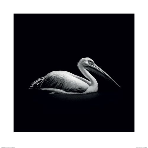 'Pelecanus' Photographic Print