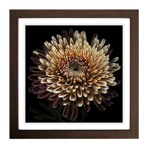 Chrysanthemum Photograph No.1...