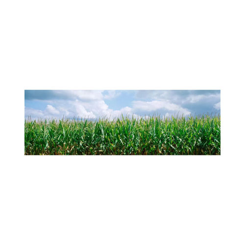 Clouds over a Corn Field,...