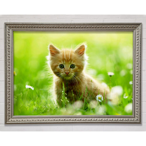 Playful Kitten - Single...